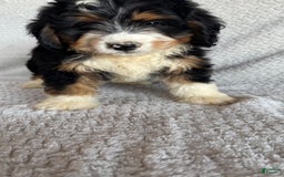 Mini Bernedoodle dogs for sale: Miles - Image 2
