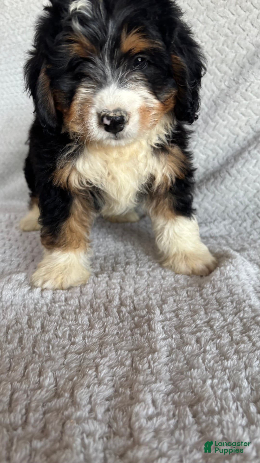 Mini Bernedoodle dogs for sale: Miles - Image 2