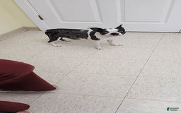 Boston Terrier dogs for sale: Whitehead - Image 6