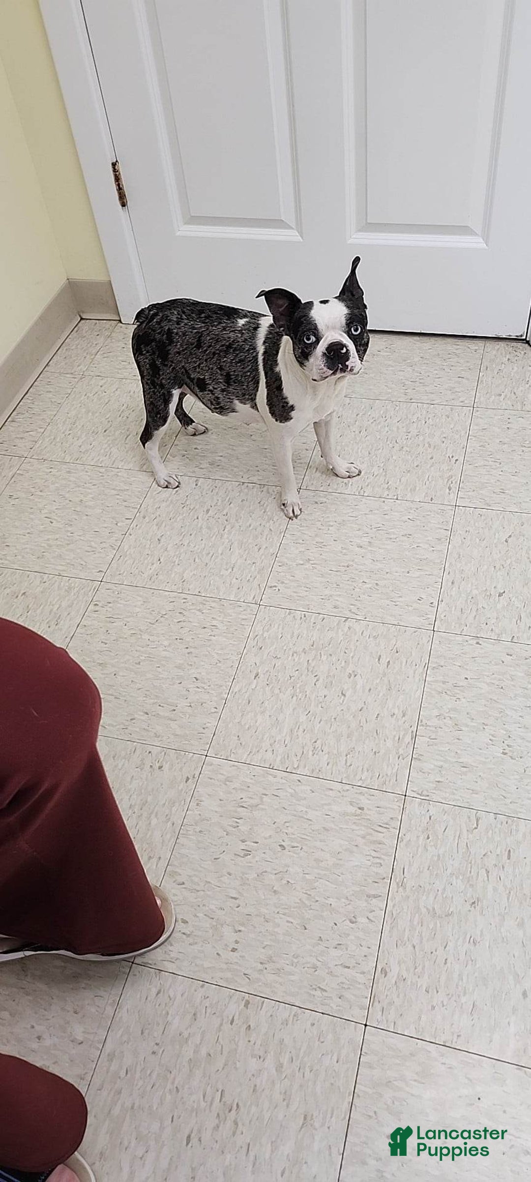 Boston Terrier dogs for sale: Whitehead - Image 6