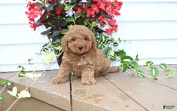 Mini Goldendoodle dogs for sale: Kris - Image 1