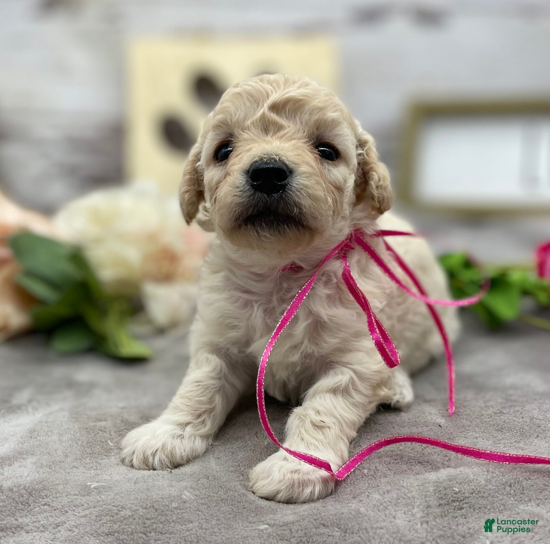 Miniature Poodle dogs for sale: Trixy - Image 3