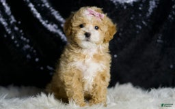 Maltipoo dogs for sale: Willow - Image 6