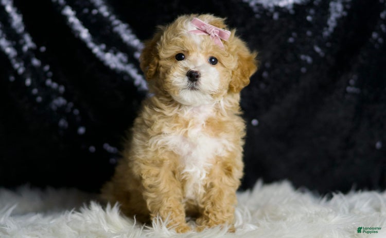 Maltipoo dogs - Advert 20