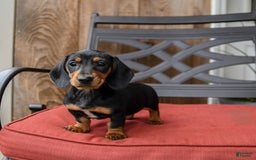 Miniature Dachshund dogs for sale: Axle - Image 2