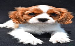 Cavalier King Charles Spaniel dogs for sale: Cody - Image 8