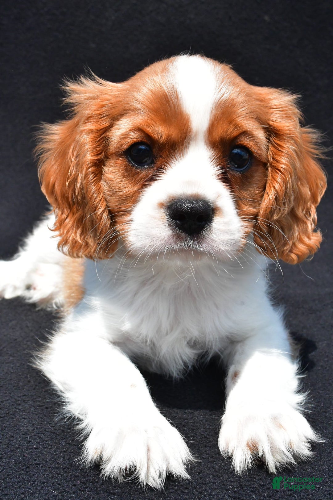 Cavalier King Charles Spaniel dogs for sale: Cody - Image 8