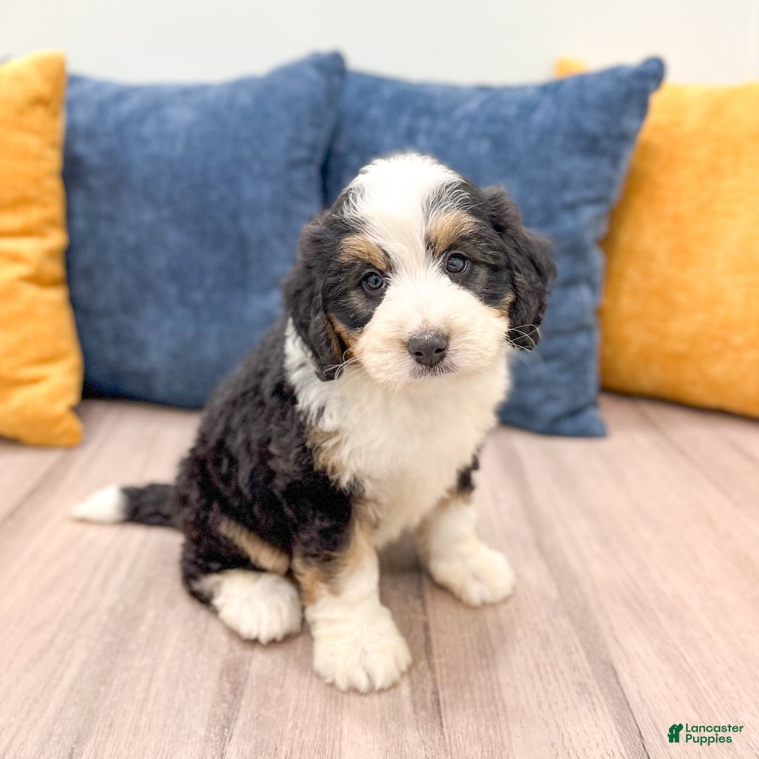 Mini Bernedoodle dogs for sale: Amelia - Image 1
