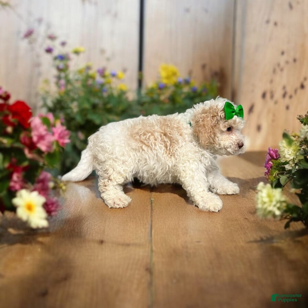 Cavapoo dogs for sale: Biscotti - Image 13