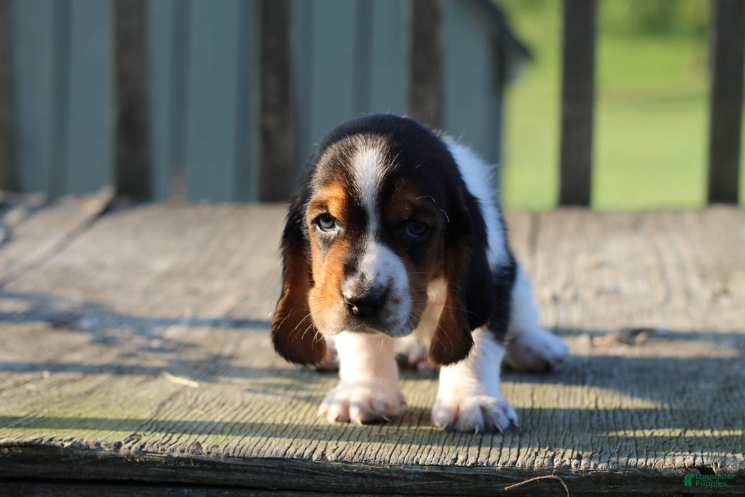 Basset Hound dogs for sale: Kelvin - Image 2