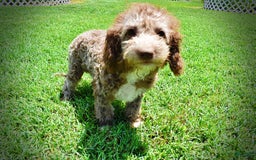 Havapoo dogs for sale: Toto - Image 4