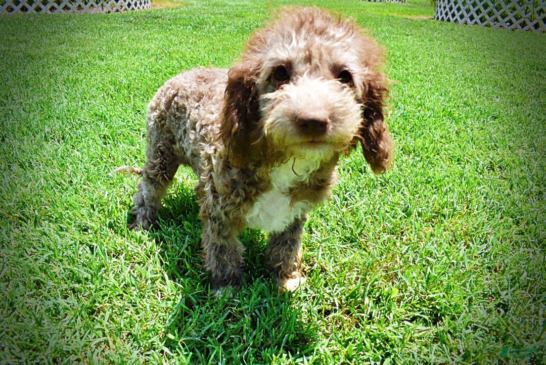 Havapoo dogs for sale: Toto - Image 4