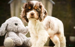 Cocker Spaniel dogs for sale: Beckham - Image 14