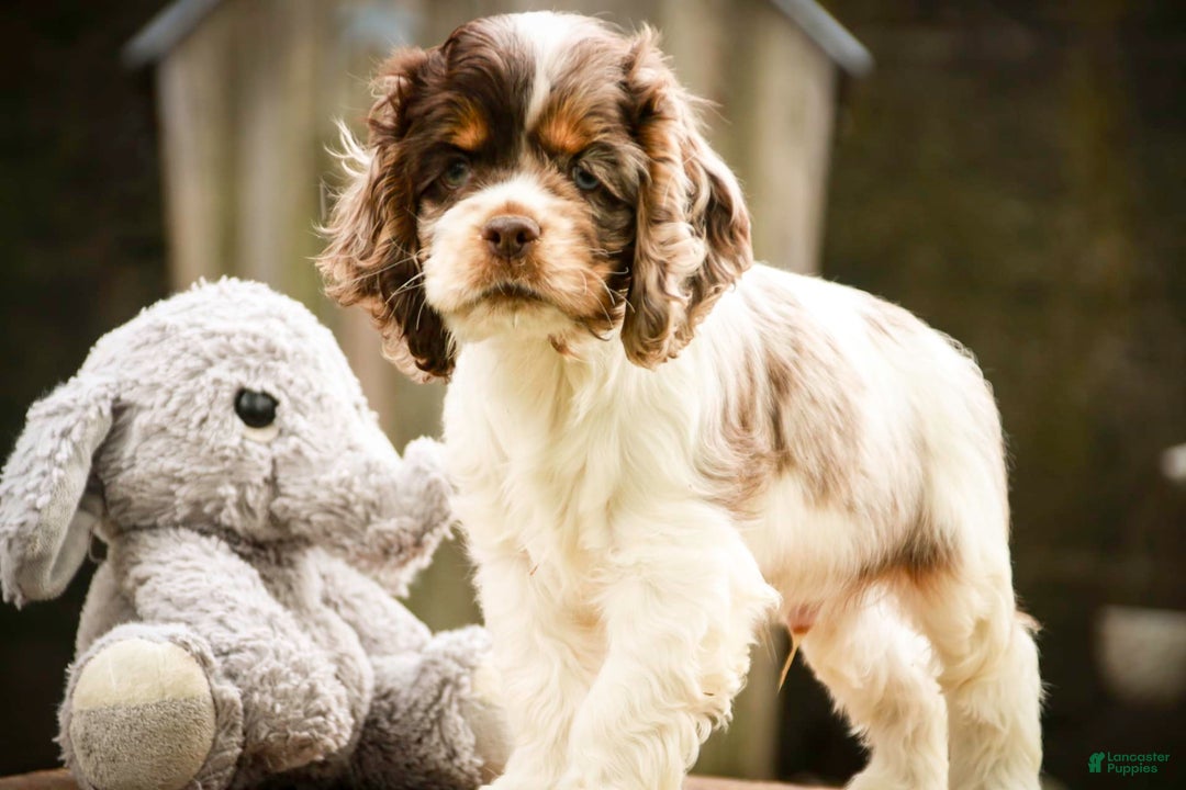 Cocker Spaniel dogs for sale: Beckham - Image 14