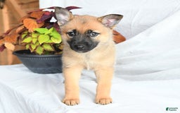 Pomsky dogs for sale: Thea - Image 4