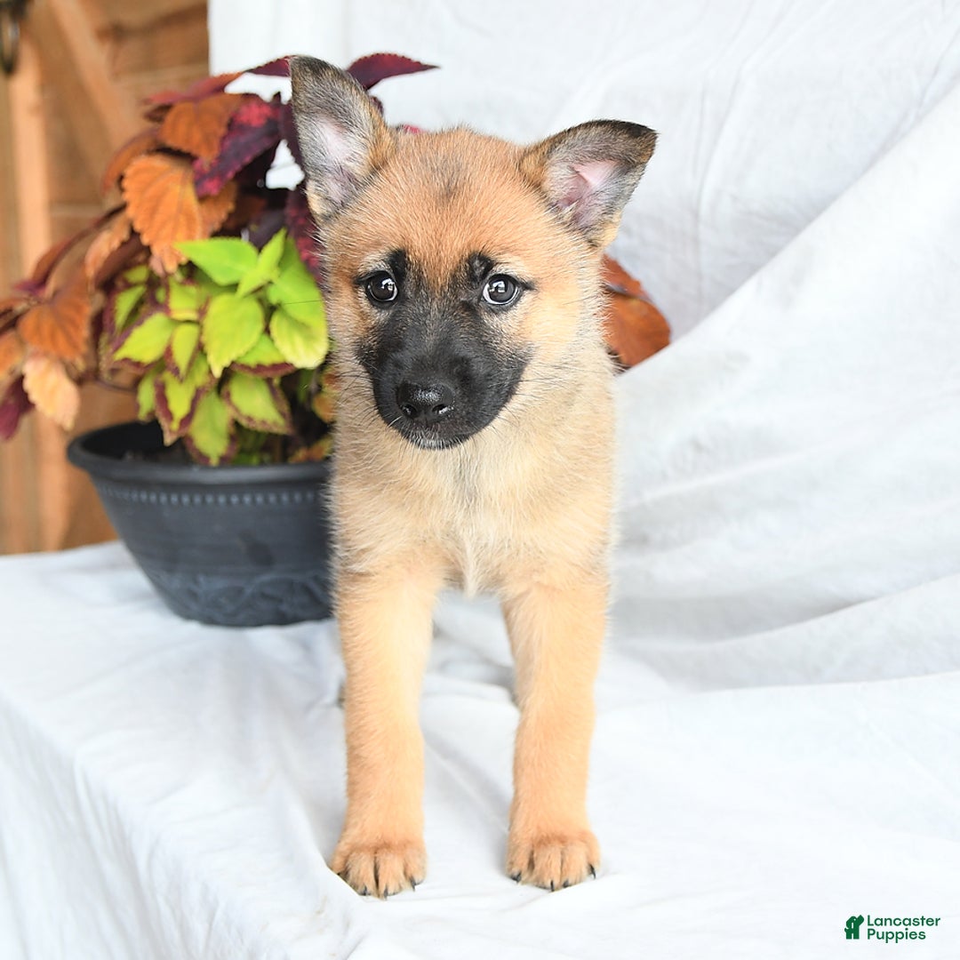 Pomsky dogs for sale: Thea - Image 4