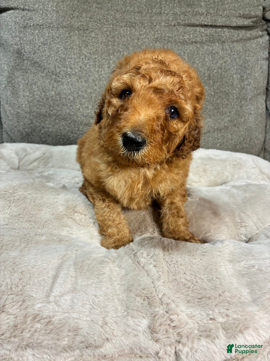 Mini Goldendoodle dogs for sale: Wave - Image 2