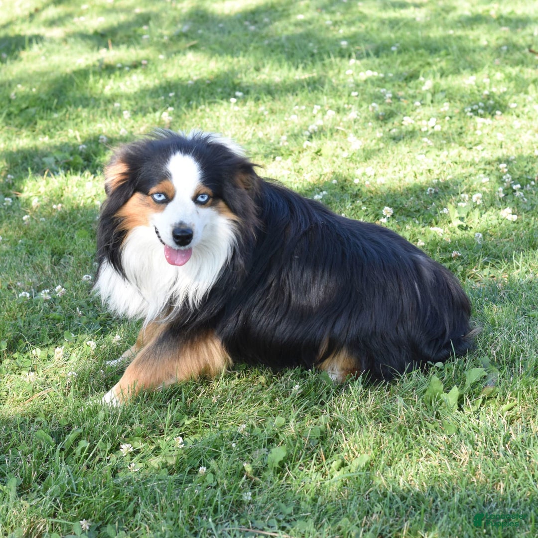 Miniature Australian Shepherd dogs for sale: Tootsie - Image 6