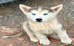 Siberian Husky dogs for sale: Toronto - Image 6