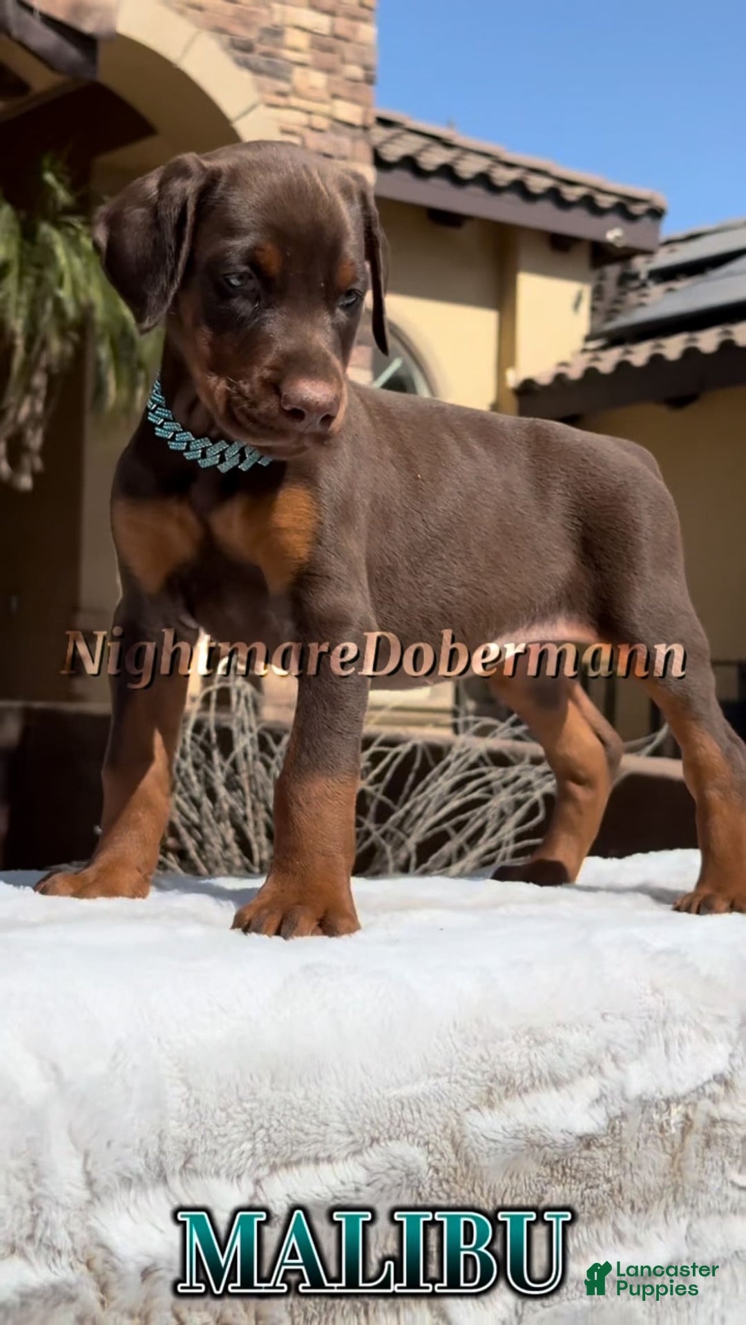 Doberman Pinscher dogs for sale: Malibu - Image 15