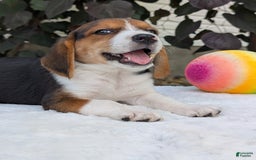 Beagle dogs for sale: Benji - Image 18