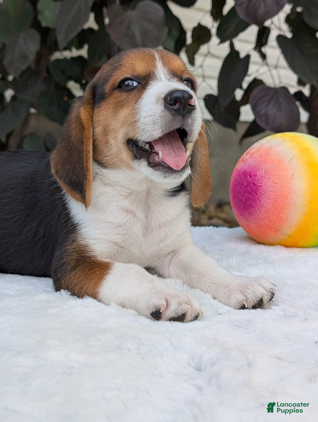 Beagle dogs for sale: Benji - Image 18