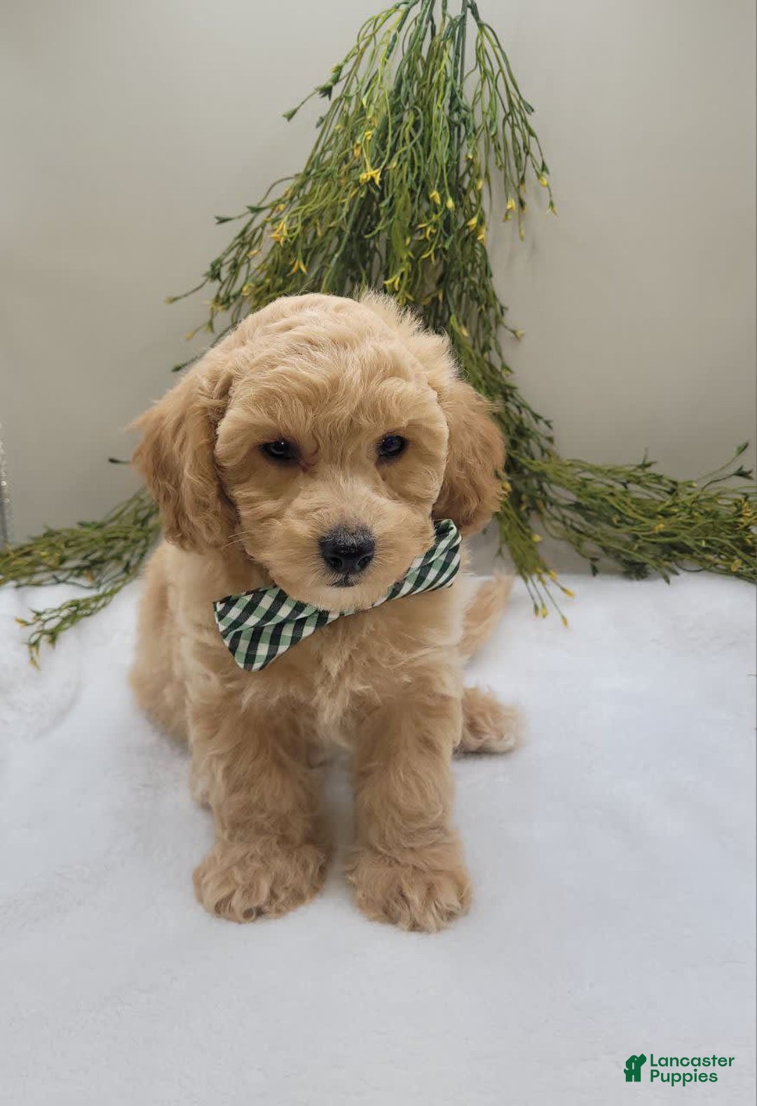 Bichpoo dogs for sale: Max - Image 2