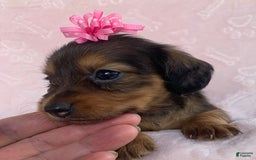 Miniature Dachshund dogs for sale: Baby Callie - Image 2