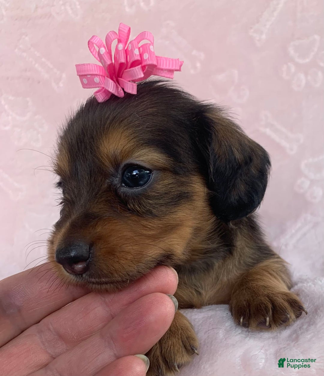 Miniature Dachshund dogs for sale: Baby Callie - Image 2