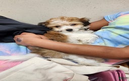 Havanese dogs for sale: Chunky Monkey - Image 2