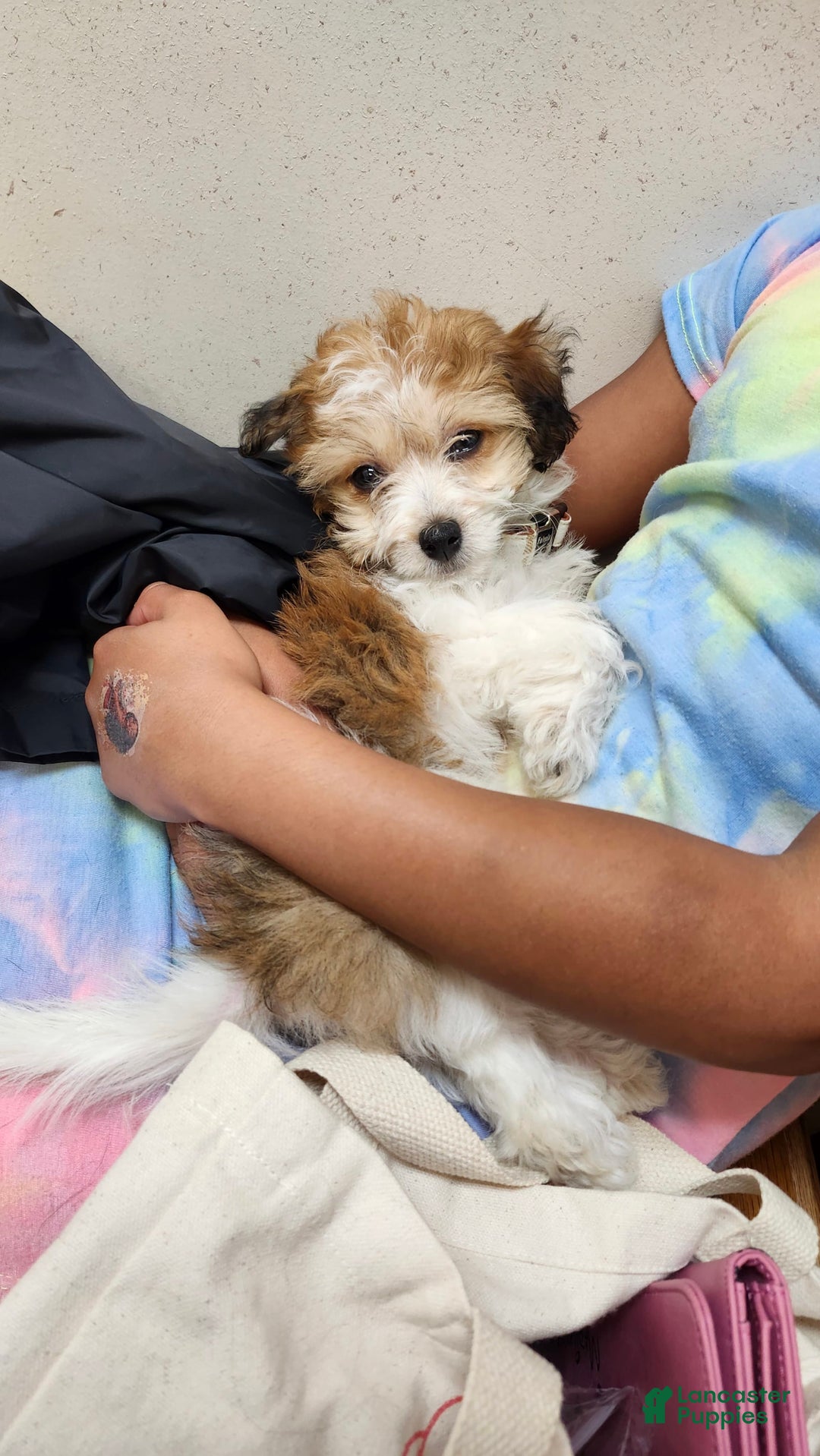 Havanese dogs for sale: Chunky Monkey - Image 2