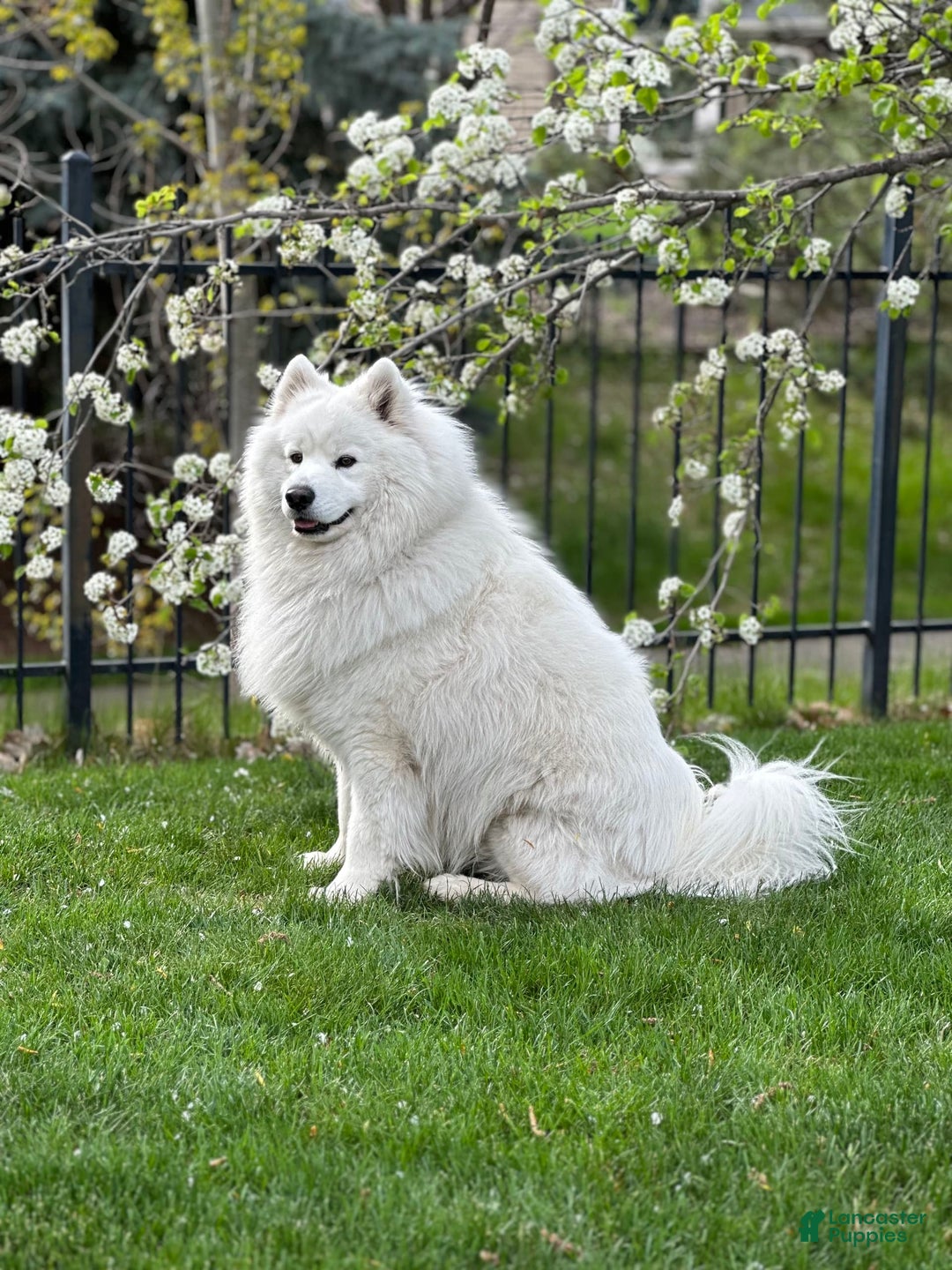 Samoyed dogs for sale: Jacque - Image 9