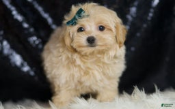 Maltipoo dogs for sale: Maltipoo 4 puppies - Image 12