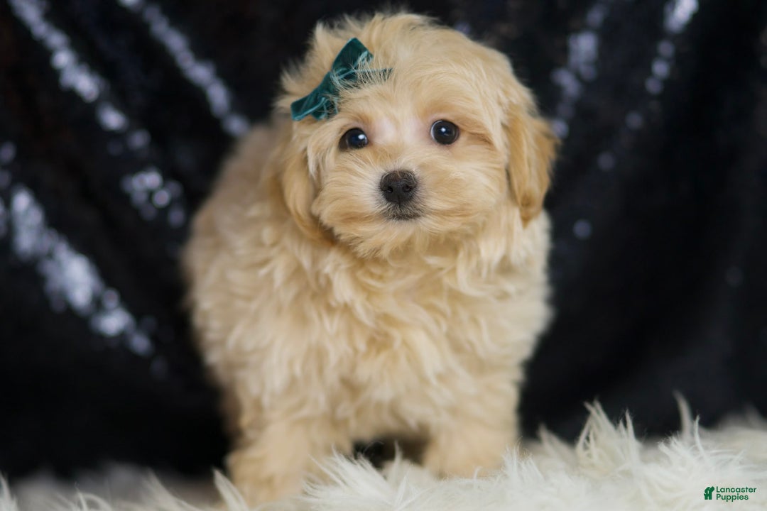 Maltipoo dogs for sale: Maltipoo 4 puppies - Image 12