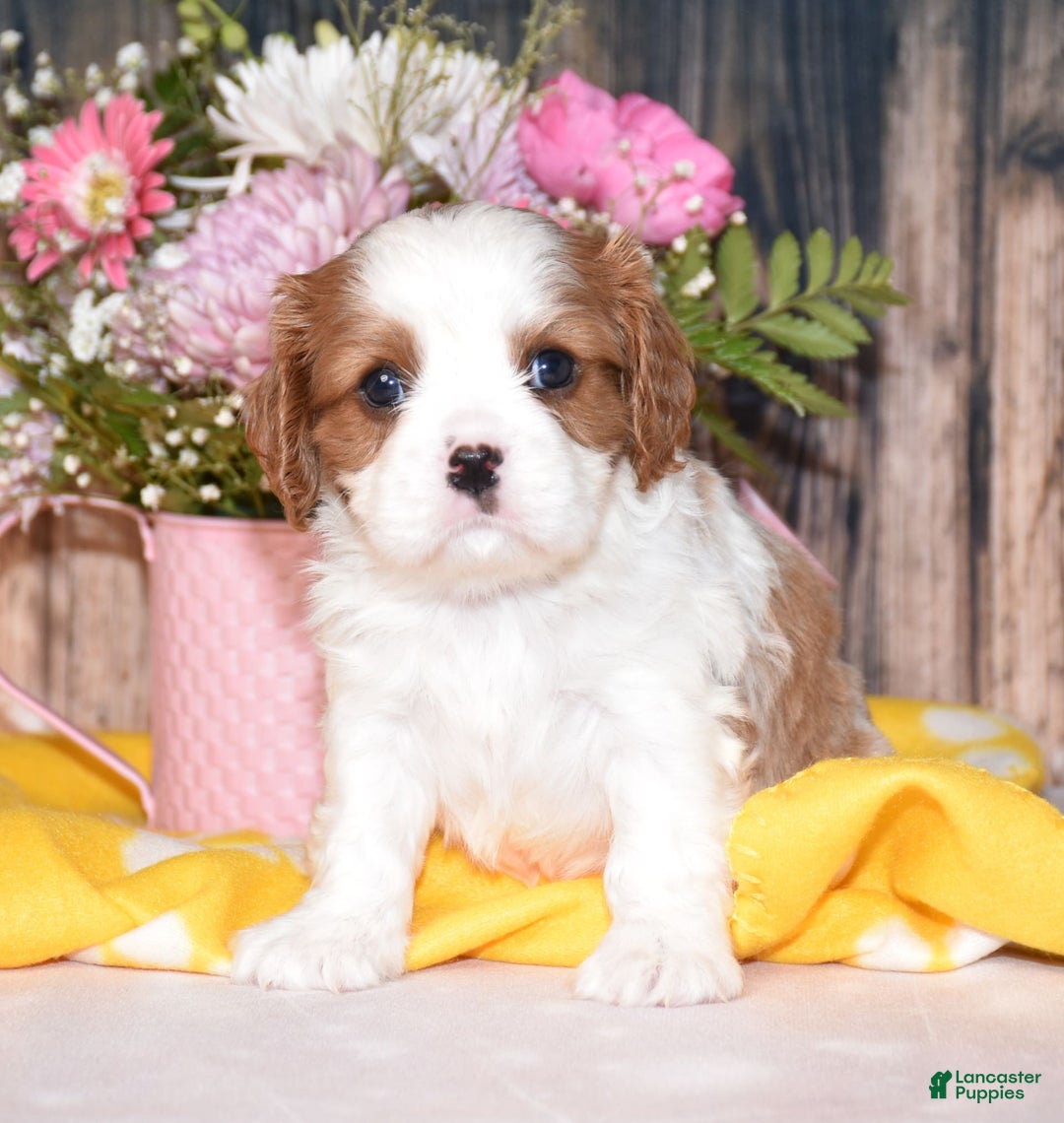 Cavalier King Charles Spaniel dogs for sale: Jude - Image 7