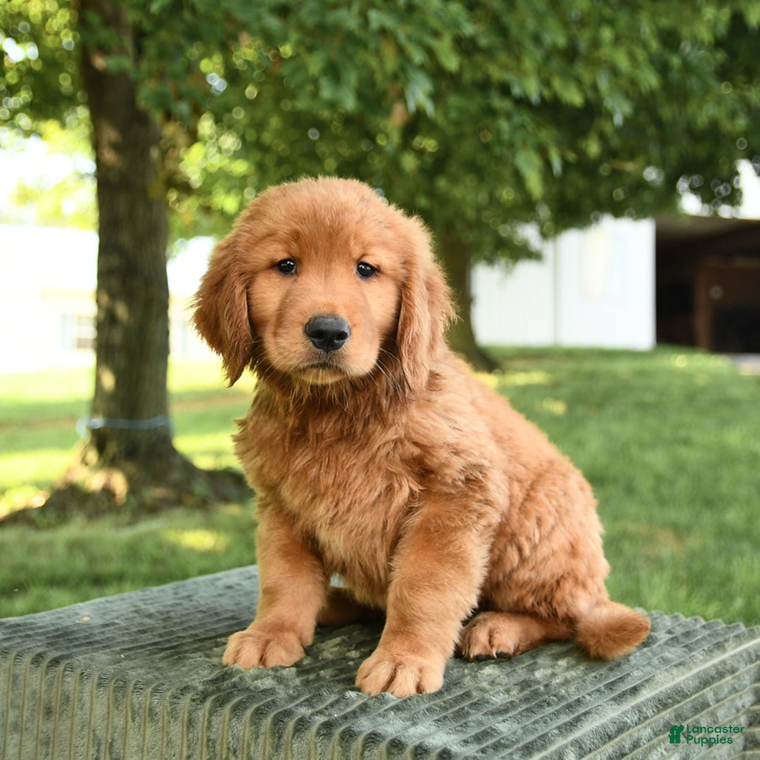 Golden Retriever dogs for sale: Canyon - Listing for pets: Caroline, Chiffon, Clayton, Charlotte, Canyon, Crissa, Crew, Cooper - Image 2