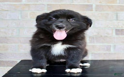Australian Shepherd dogs for sale: Tricia - Image 3
