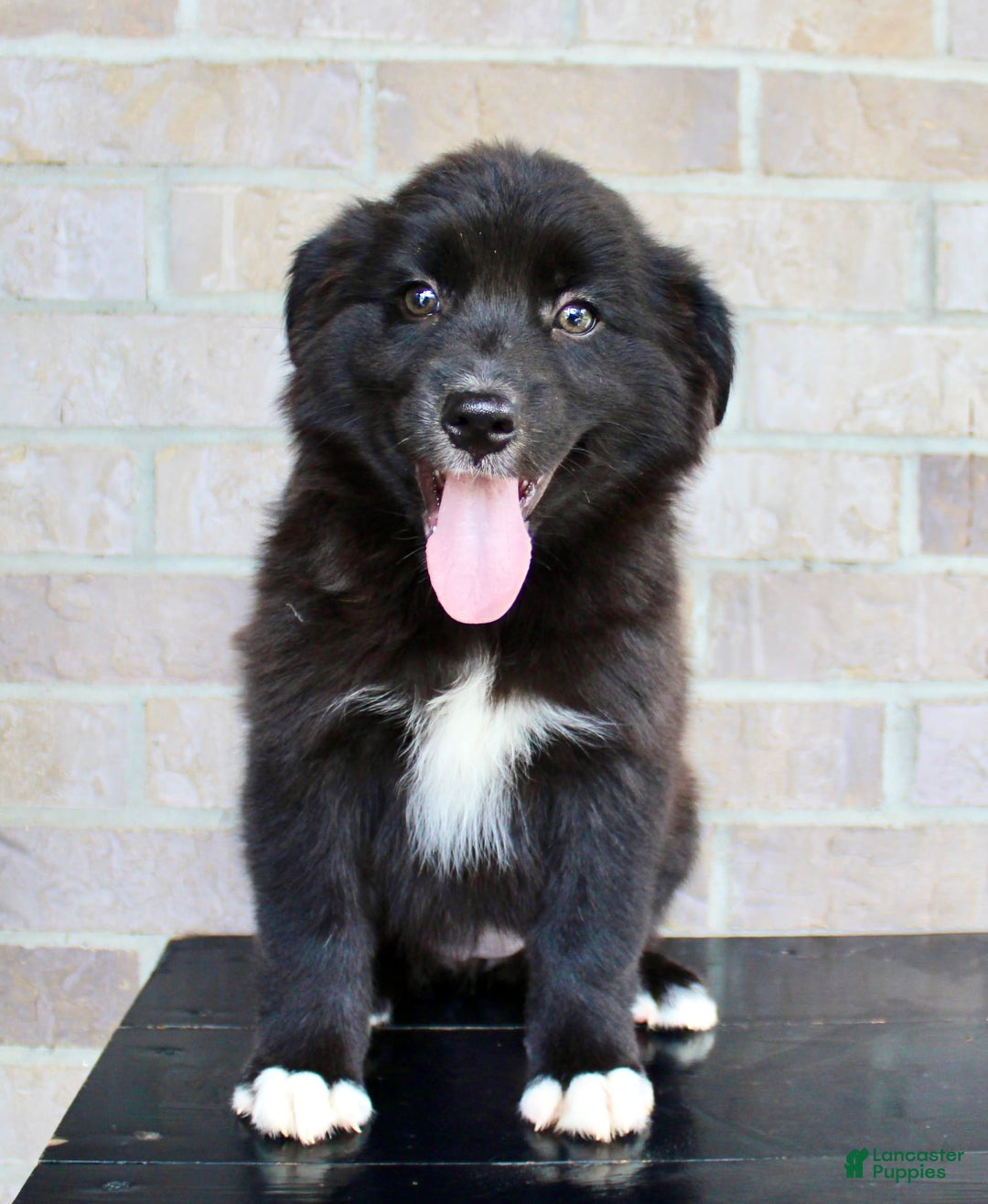 Australian Shepherd dogs for sale: Tricia - Image 3
