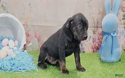 Catahoula Leopard Dog dogs for sale: Love Bug 2025 M1 - Image 9