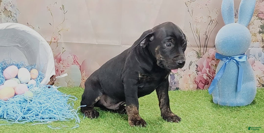 Catahoula Leopard Dog dogs for sale: Love Bug 2025 M1 - Image 9