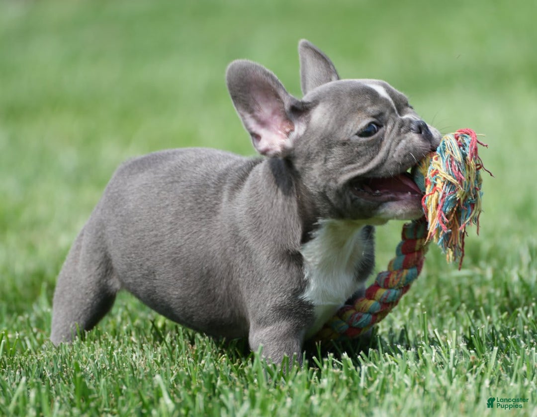 French Bulldog dogs for sale: Abby - Image 7
