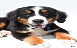 Bernese Mountain Dog dogs for sale: Kayle - Image 6