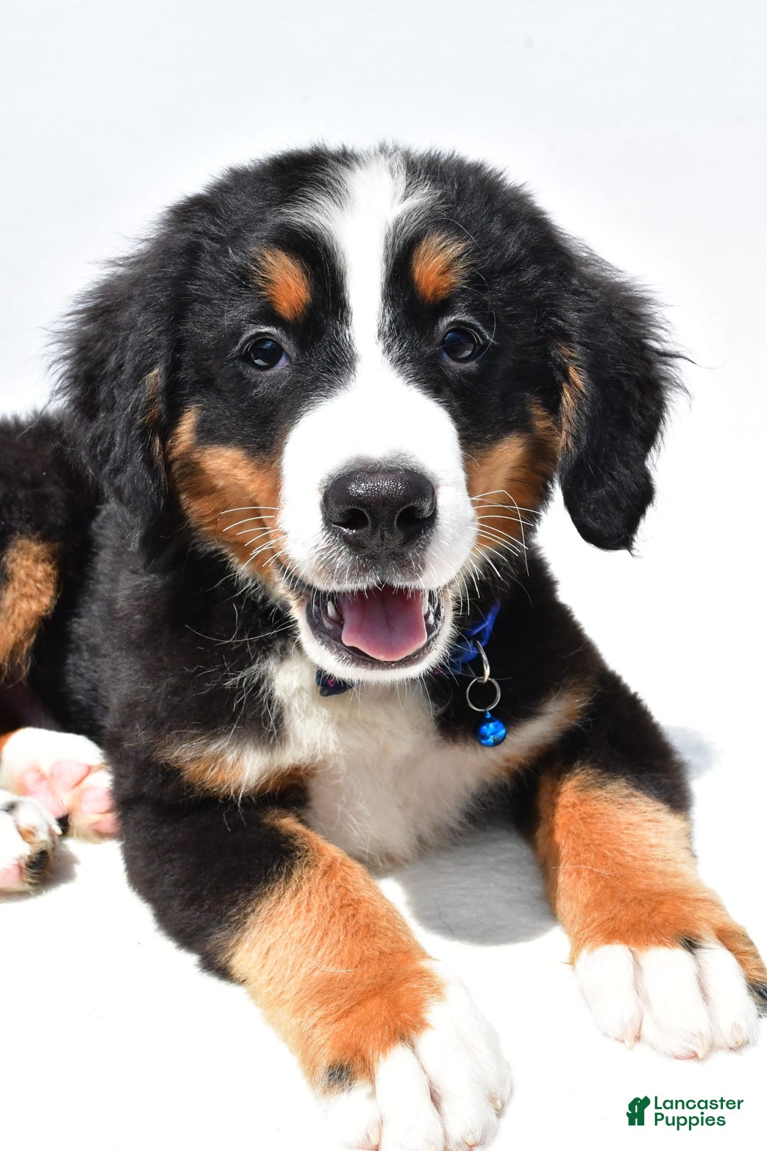 Bernese Mountain Dog dogs for sale: Kayle - Image 6