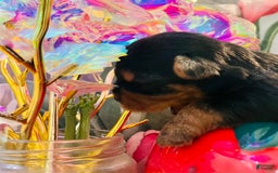 Yorkshire Terrier dogs for sale: Stella - Image 8