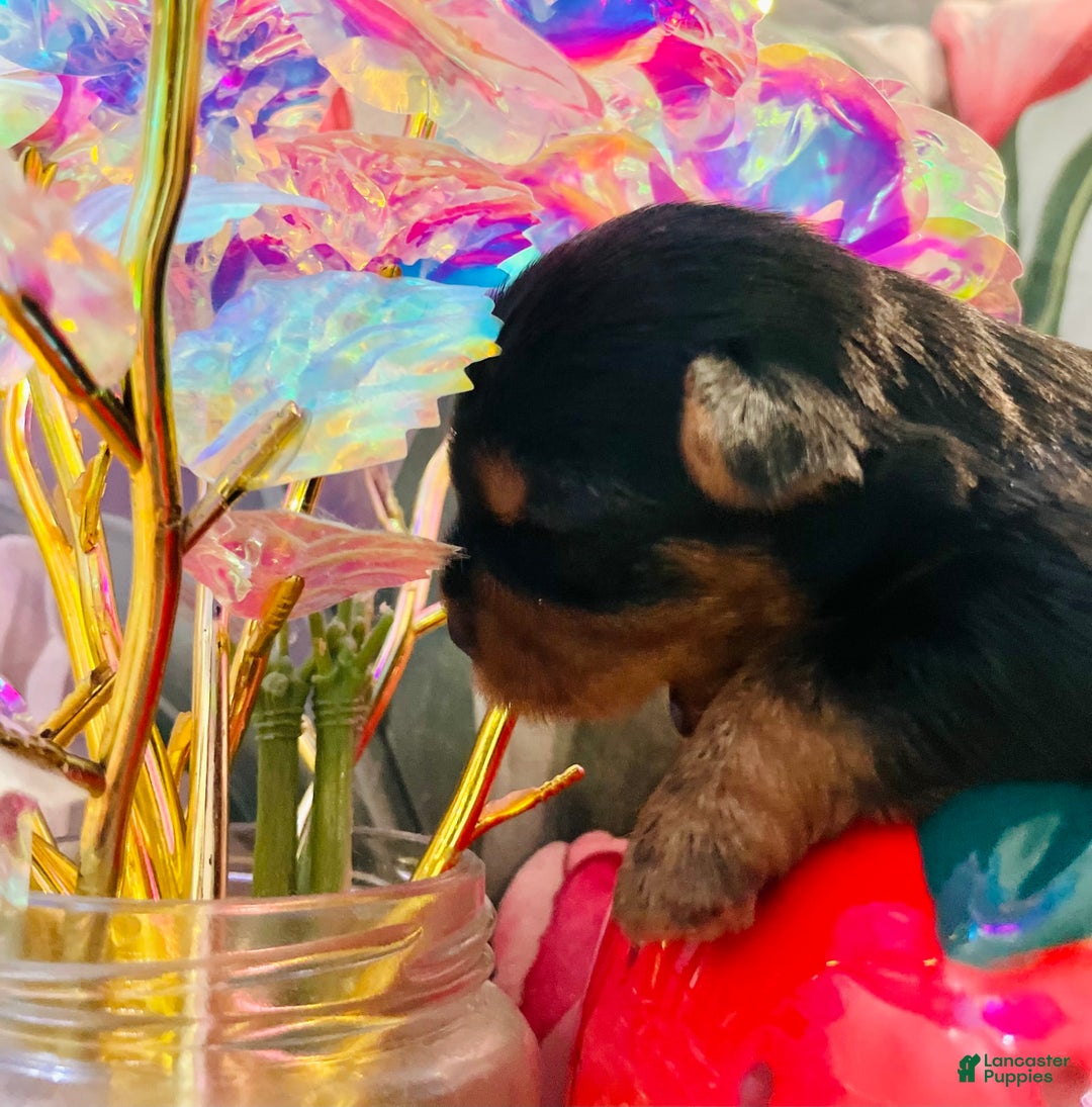 Yorkshire Terrier dogs for sale: Stella - Image 8