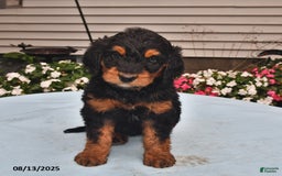 Goldador dogs for sale: Izzy - Image 2