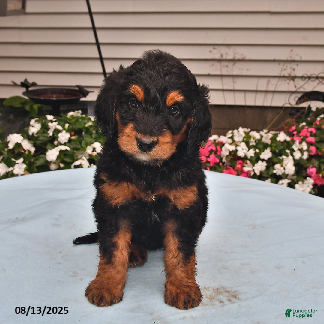 Goldador dogs for sale: Izzy - Image 2