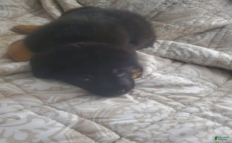 Tibetan Mastiff dogs for sale - Ad 1
