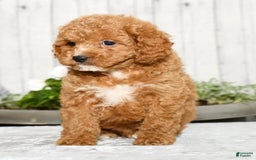 Cavapoo dogs for sale: Travis - Image 6
