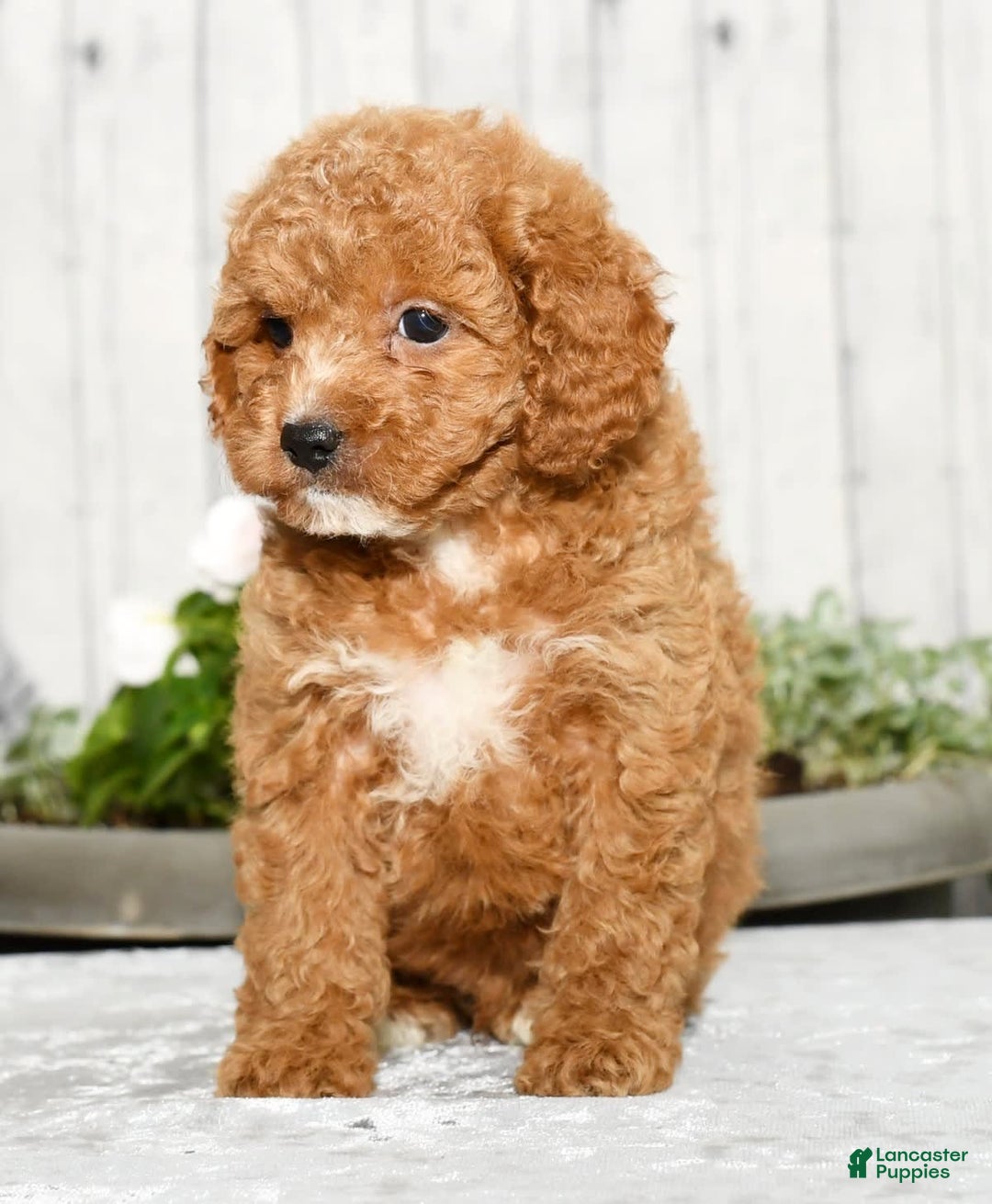 Cavapoo dogs for sale: Travis - Image 6